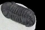 Bargain, Austerops Trilobite - Ofaten, Morocco #92196-3